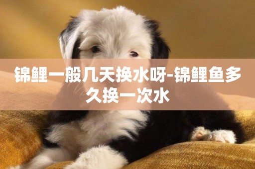 錦鯉一般幾天換水呀-錦鯉魚多久換一次水