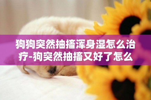 狗狗突然抽搐渾身濕怎么治療-狗突然抽搐又好了怎么回事