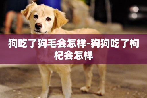 狗吃了狗毛會怎樣-狗狗吃了枸杞會怎樣