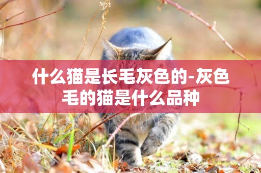 什么貓是長毛灰色的-灰色毛的貓是什么品種