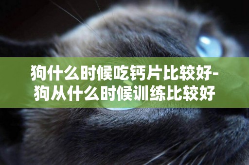狗什么時候吃鈣片比較好-狗從什么時候訓練比較好
