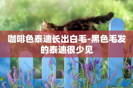 咖啡色泰迪長出白毛-黑色毛發的泰迪很少見