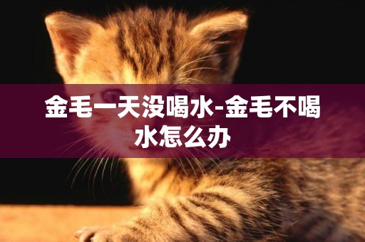 金毛一天沒喝水-金毛不喝水怎么辦
