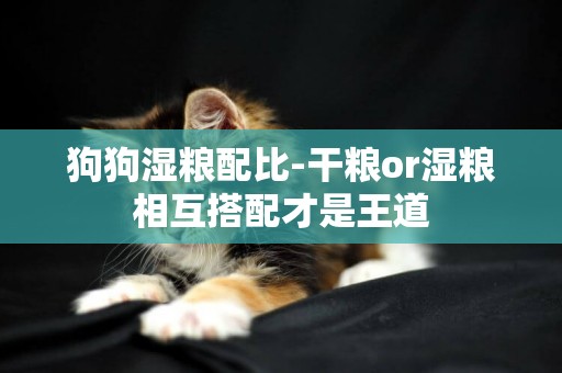 狗狗濕糧配比-干糧or濕糧相互搭配才是王道