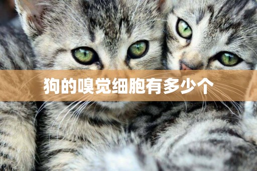 狗的嗅覺細胞有多少個