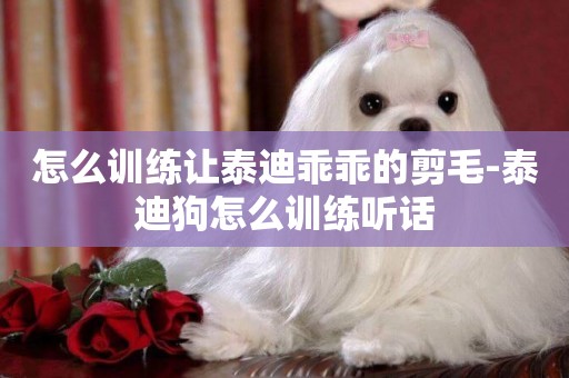 怎么訓練讓泰迪乖乖的剪毛-泰迪狗怎么訓練聽話