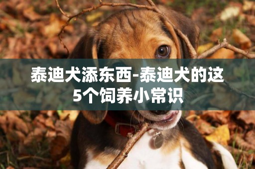 泰迪犬添東西-泰迪犬的這5個飼養小常識