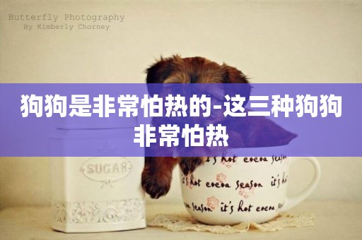 狗狗是非常怕熱的-這三種狗狗非常怕熱