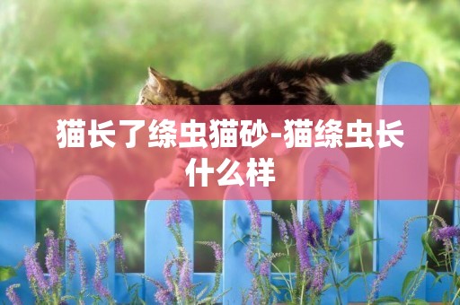 貓長了絳蟲貓砂-貓絳蟲長什么樣