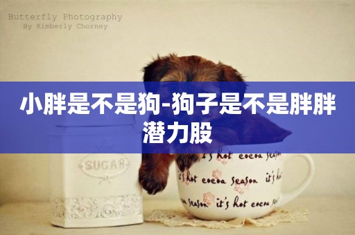 小胖是不是狗-狗子是不是胖胖潛力股