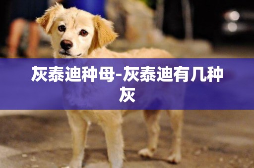 灰泰迪種母-灰泰迪有幾種灰