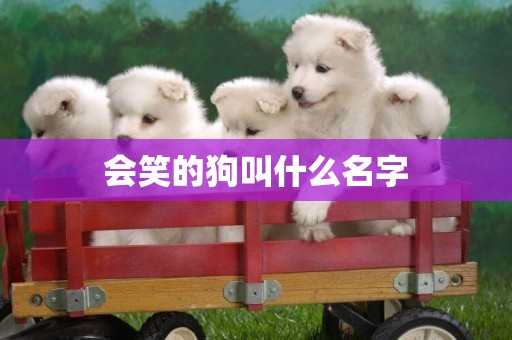 會笑的狗叫什么名字