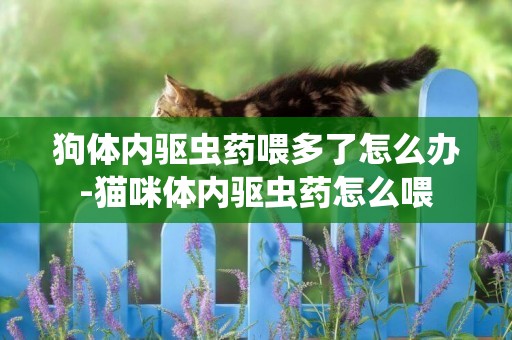 狗體內驅蟲藥喂多了怎么辦-貓咪體內驅蟲藥怎么喂