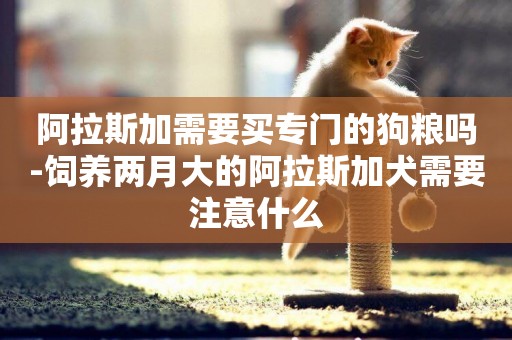 阿拉斯加需要買專門的狗糧嗎-飼養兩月大的阿拉斯加犬需要注意什么