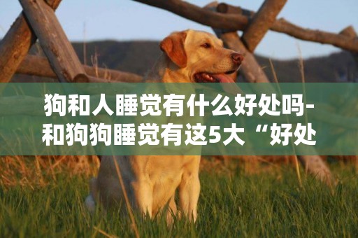 狗和人睡覺有什么好處嗎-和狗狗睡覺有這5大“好處”