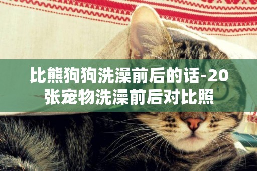 比熊狗狗洗澡前后的話-20張寵物洗澡前后對比照
