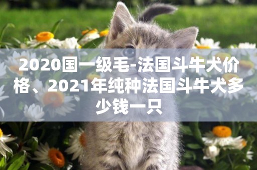 2020國一級毛-法國斗牛犬價格、2021年純種法國斗牛犬多少錢一只