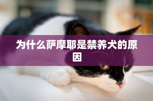 為什么薩摩耶是禁養犬的原因