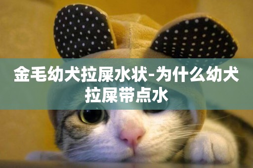 金毛幼犬拉屎水狀-為什么幼犬拉屎帶點水
