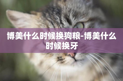 博美什么時候換狗糧-博美什么時候換牙