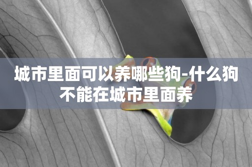 城市里面可以養哪些狗-什么狗不能在城市里面養