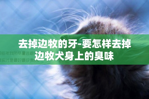 去掉邊牧的牙-要怎樣去掉邊牧犬身上的臭味