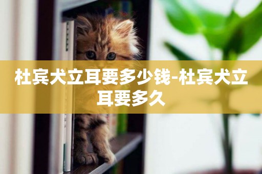 杜賓犬立耳要多少錢-杜賓犬立耳要多久