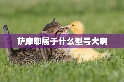 薩摩耶屬于什么型號犬啊