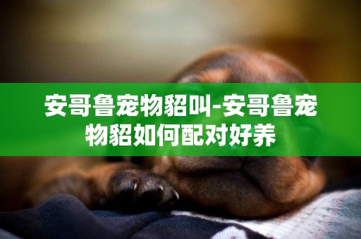 安哥魯寵物貂叫-安哥魯寵物貂如何配對好養