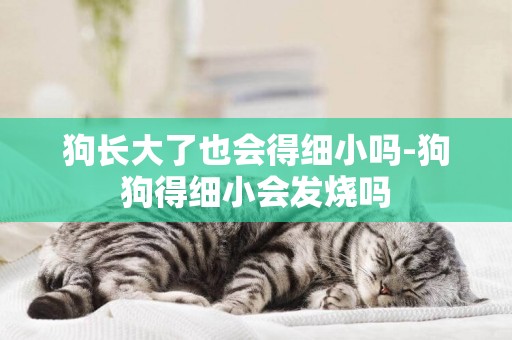 狗長大了也會得細小嗎-狗狗得細小會發燒嗎
