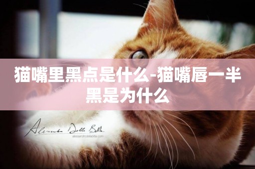 貓嘴里黑點是什么-貓嘴唇一半黑是為什么