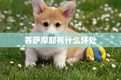 養薩摩耶有什么壞處