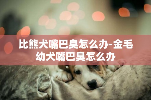 比熊犬嘴巴臭怎么辦-金毛幼犬嘴巴臭怎么辦