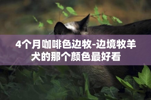 4個月咖啡色邊牧-邊境牧羊犬的那個顏色最好看