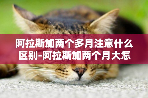 阿拉斯加兩個多月注意什么區別-阿拉斯加兩個月大怎么喂