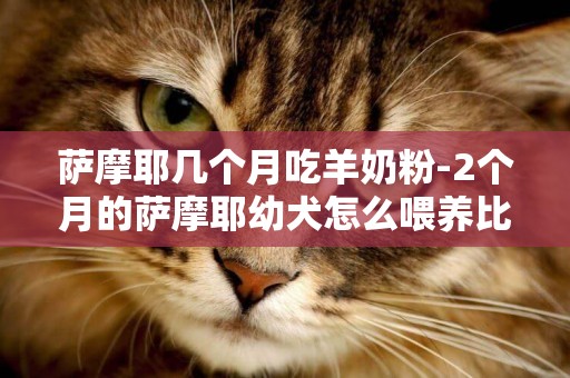 薩摩耶幾個月吃羊奶粉-2個月的薩摩耶幼犬怎么喂養比較好