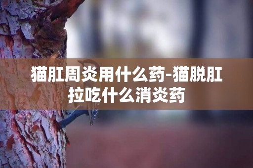 貓肛周炎用什么藥-貓脫肛拉吃什么消炎藥