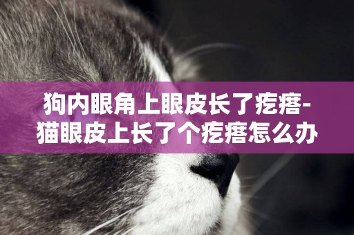 狗內眼角上眼皮長了疙瘩-貓眼皮上長了個疙瘩怎么辦