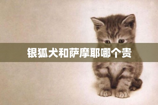 銀狐犬和薩摩耶哪個貴