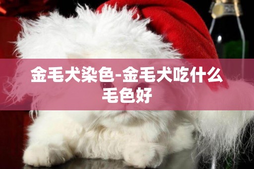 金毛犬染色-金毛犬吃什么毛色好