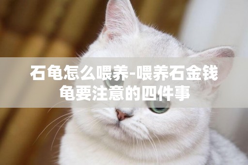 石龜怎么喂養-喂養石金錢龜要注意的四件事