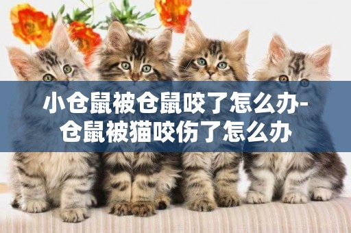 小倉鼠被倉鼠咬了怎么辦-倉鼠被貓咬傷了怎么辦