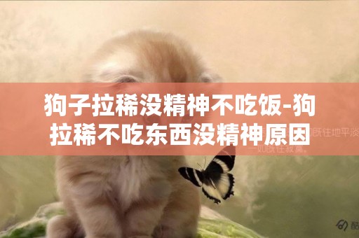狗子拉稀沒精神不吃飯-狗拉稀不吃東西沒精神原因