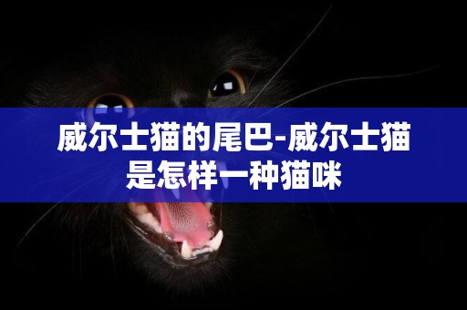 威爾士貓的尾巴-威爾士貓是怎樣一種貓咪