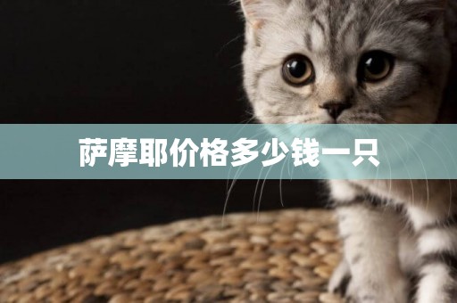 薩摩耶價格多少錢一只