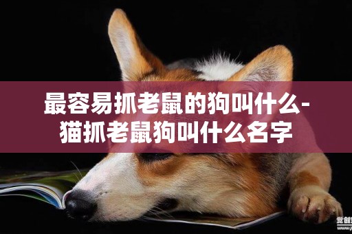 最容易抓老鼠的狗叫什么-貓抓老鼠狗叫什么名字