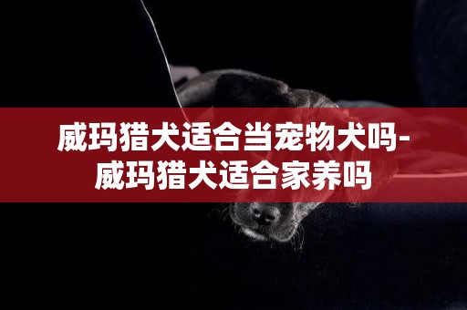 威瑪獵犬適合當寵物犬嗎-威瑪獵犬適合家養嗎