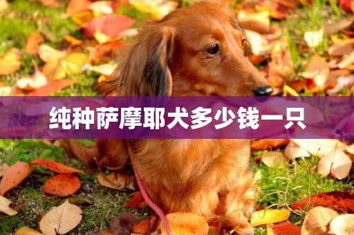 純種薩摩耶犬多少錢一只