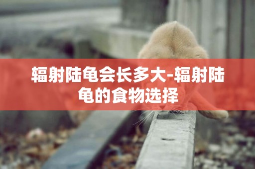 輻射陸龜會長多大-輻射陸龜的食物選擇