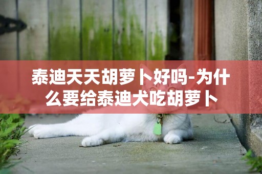 泰迪天天胡蘿卜好嗎-為什么要給泰迪犬吃胡蘿卜